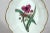 White Spode Porcelain Botanical Specimen Dish- Spring Meadow Saffron, After William Curtis For Sale - Image 8 of 12
