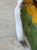 Vintage 13.5” Italian Sunflower Incised, Glazed Handpainted Terracotta Platter For Sale - Image 11 of 16
