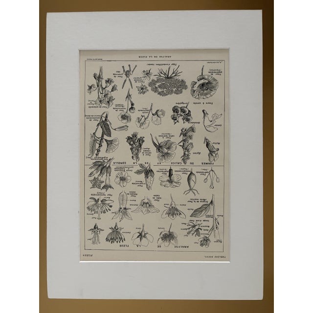 Maurice Dessertenne, Flowers, 1920s, Lithograph For Sale - Image 4 of 5