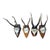 Antique Roe European Deer Antlers Hunters Trophies- Set of 4 For Sale