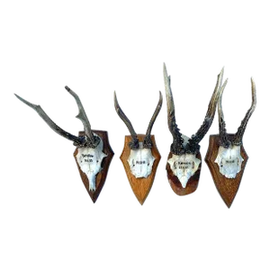 Antique Roe European Deer Antlers Hunters Trophies- Set of 4