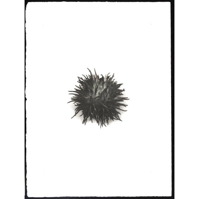 Contemporary "Botanica IV" - Black & White Gum Dichromate Print by S. Howard For Sale - Image 3 of 3