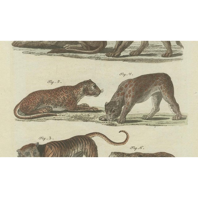 Bertuch, Lions, Tigers & Spotted Cats, Print, 1790 For Sale - Image 4 of 9