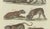 Bertuch, Lions, Tigers & Spotted Cats, Print, 1790 For Sale - Image 4 of 9