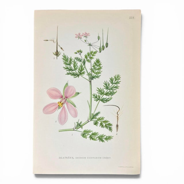 Set of 8 Antique Botanical Prints | Pink & Green Wildflower Studies For Sale - Image 9 of 10