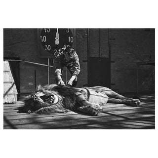 'Habiba Gets the Brush' Unframed Archival Pigment Print For Sale