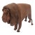 Deru Leather Lion For Sale