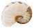 Vintage Coastal Decor Nautilus Shell Sculptural Ceramic Bud Vase For Sale
