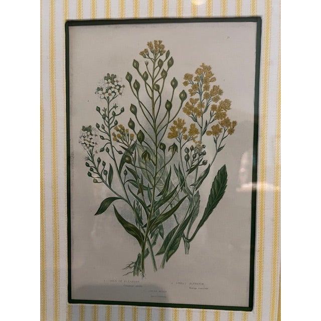 Four Vintage Botanical Prints, Exquisitly Matted and Framed