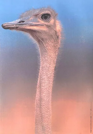 1993 Marylène Negro Ostrich Screen Print Poster