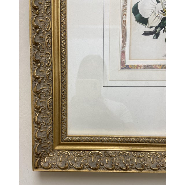 19th Century Etching of Moth Orchids For Sale - Image 11 of 11