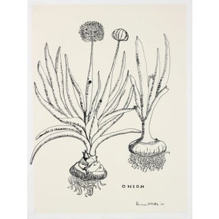 "Onion" 1969 Still Life Botanic Ink Drawing For Sale