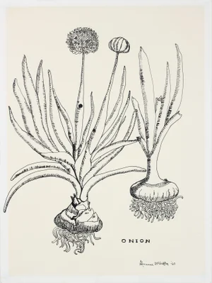 "Onion" 1969 Still Life Botanic Ink Drawing