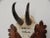 Rustic Black Forest Chamois Antler Trophy Mount For Sale - Image 3 of 7