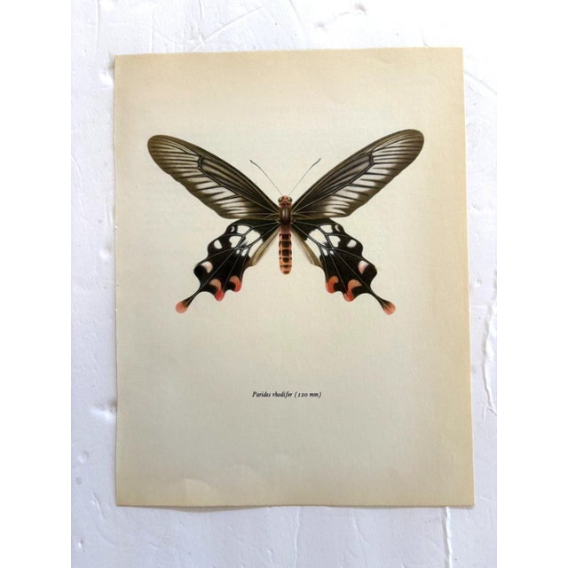 Up for sale is this gorgeous lithograph by F. Prochazka, published in Great Britain in 1965. It is in excellent, gently-...