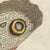 Paper Bertuch, Owl Butterfly from Suriname, 1805, Print For Sale - Image 7 of 12