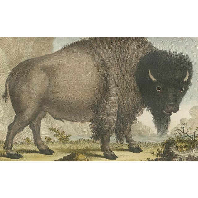 After Jacques de Sève, Bison Portrait, Hand-Coloured Print, 1769 For Sale - Image 4 of 10