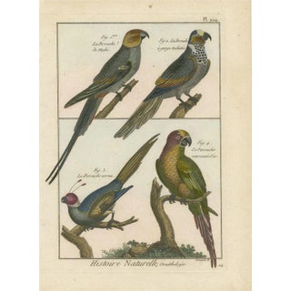 Bernard, Four Parakeets, 1792, Original Colored Copper Engraving For Sale