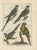 Bernard, Four Parakeets, 1792, Original Colored Copper Engraving For Sale