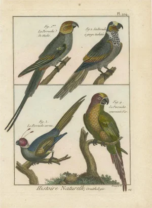 Bernard, Four Parakeets, 1792, Original Colored Copper Engraving