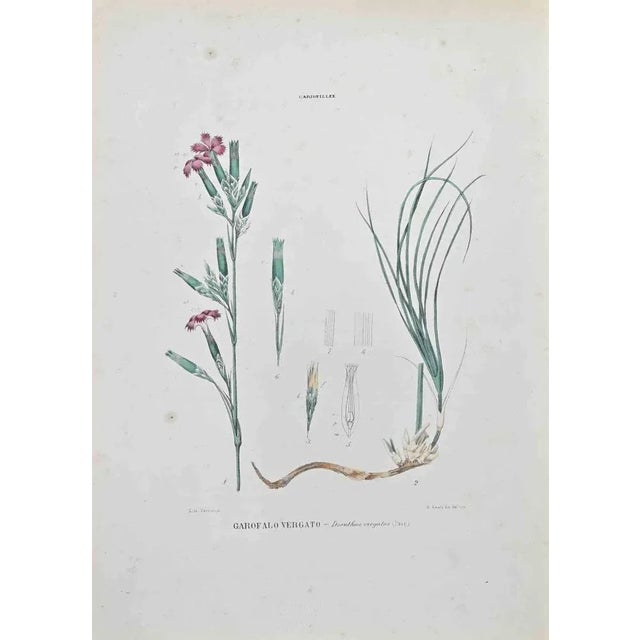 Lithograph hand watercolored. Belongs to the Series "Atlante di Botanica popolare ossia Illustrazione di Piante Notevoli...