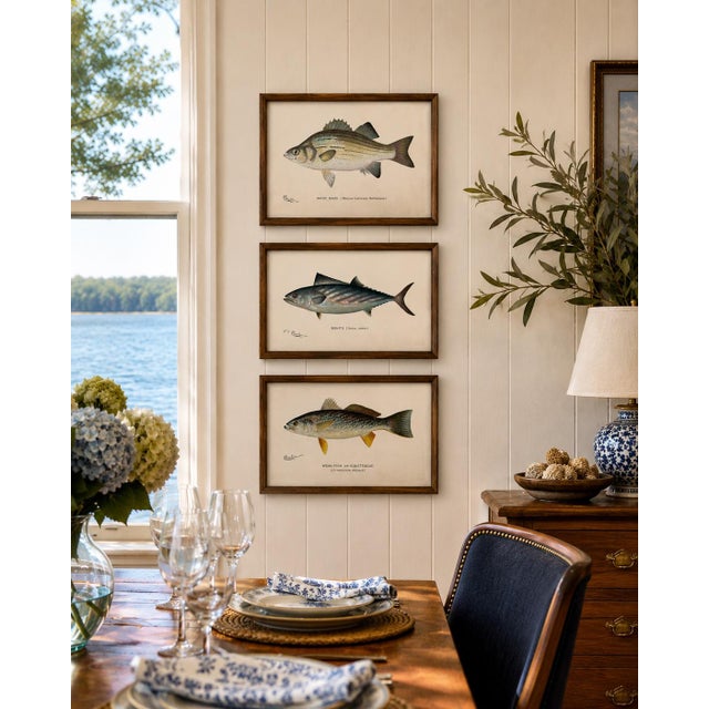 1900 - 1909 White Bass, Bonito & Weakfish - Original Fish Prints by Denton Circa 1903, S/3 For Sale - Image 5 of 5