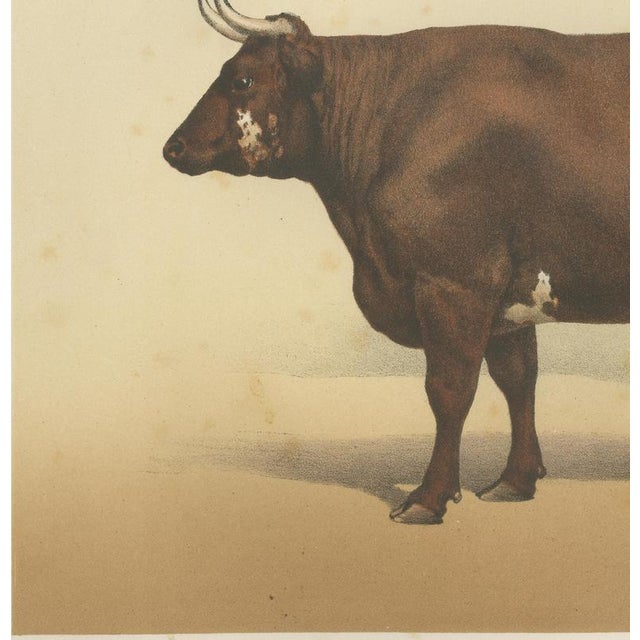 19th Century Borie, Flemish Ox, French Cattle Breed, 1863, Chromolithograph For Sale - Image 5 of 9