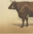 19th Century Borie, Flemish Ox, French Cattle Breed, 1863, Chromolithograph For Sale - Image 5 of 9