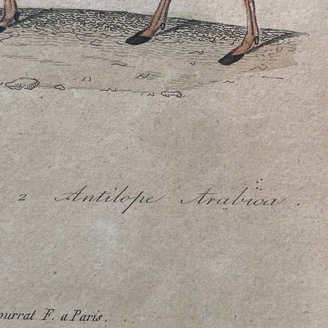 18th Century French Antique 18th Century "Antilope" Engraving Hand Colored Artwork For Sale - Image 5 of 8