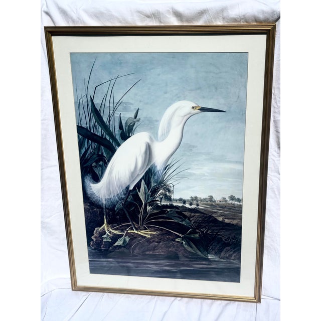 John James Audubon Vintage Snowy Heron/White Egret Print Beautifully Matted and Framed Excellent Condition For Sale - Image 12 of 14