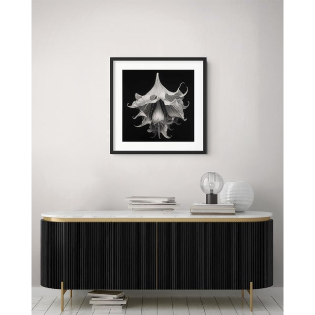 A striking black-and-white botanical print featuring Brugmansia Flower, meticulously restored and remastered from an...