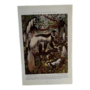 Antique Guereza Monkey Print