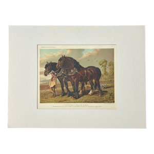Clydesdale Stallion & Mare Horse Landscape Print by Cassell, 1885