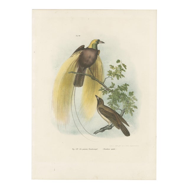 Greater Bird of Paradise Hand-Colored Lithograph, 1832 For Sale