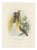 Greater Bird of Paradise Hand-Colored Lithograph, 1832 For Sale