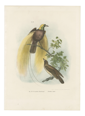Greater Bird of Paradise Hand-Colored Lithograph, 1832