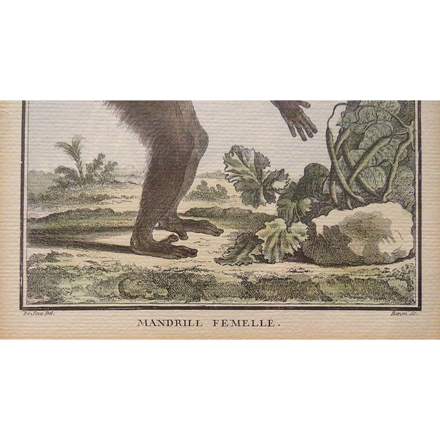1 of 3 18th Century French Hand Colored George-Louis Leclerc Comte De Buffon Monkeys Copper Engravings Framed Antique - Mandrill Femelle For Sale - Image 4 of 7
