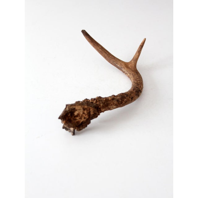 Vintage Natural Deer Antler For Sale - Image 4 of 13