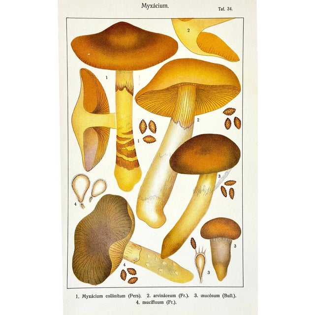 Original Antique 19th C Colored Lithograph Mushrooms Fungi Myxacium by Carl Gustav Jablonsky. This antique scientific...