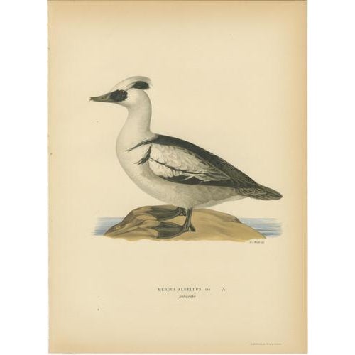 Antique Merganser Duck Lithographs, Sweden, 1929, Set of 6 For Sale - Image 3 of 10