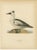 Antique Merganser Duck Lithographs, Sweden, 1929, Set of 6 For Sale - Image 3 of 10