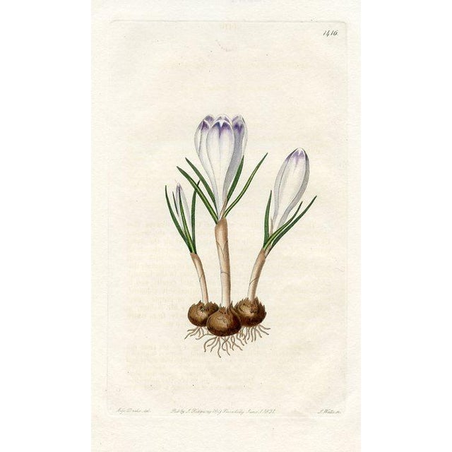 Original early-1800s hand colored engraving that appeared in "The Botanical Register", a British horticultural journal...