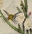 Yarrell's Wood-Star Hummingbirds: A 19th Century Hand-Colored Gould Lithograph, 1850 For Sale - Image 11 of 12