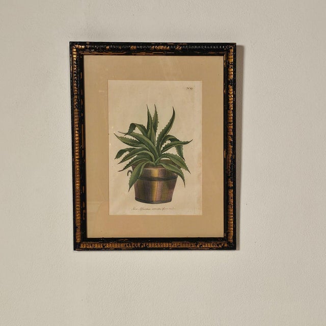 Set of Four Botanicals, 19th Century or Earlier For Sale - Image 15 of 18