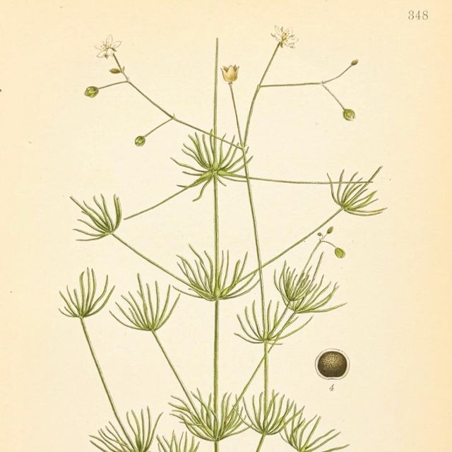 Mid-Century Modern 1905 Nordic Corn Spurrey Chromolithograph | Antique Swedish Botanical Print For Sale - Image 3 of 5