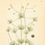 Mid-Century Modern 1905 Nordic Corn Spurrey Chromolithograph | Antique Swedish Botanical Print For Sale - Image 3 of 5