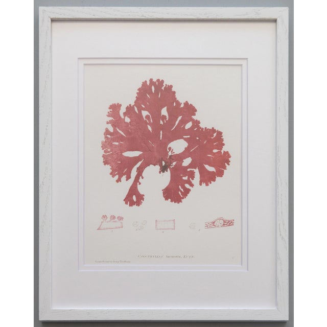 White Custom Framed British Seaweed Giclée Prints - Set of Four For Sale - Image 8 of 13