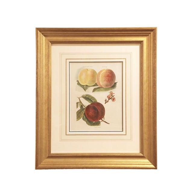 Cream Set of Nine Fruit Chromolithographs by May Rivers, English Circa 1892 For Sale - Image 8 of 10