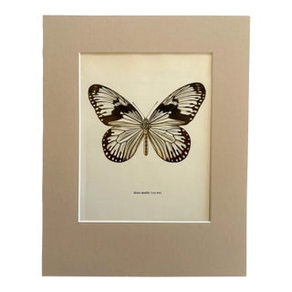 Vintage 1965 Butterfly Print in 11x14 Mat: Hestia Durvillei (Boisduval), EUC For Sale