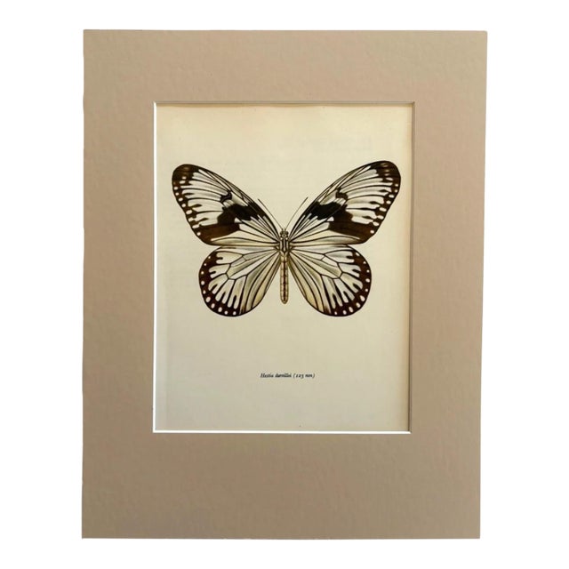 Vintage 1965 Butterfly Print in 11x14 Mat: Hestia Durvillei (Boisduval), EUC For Sale